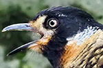 Spotted Laughingthrush