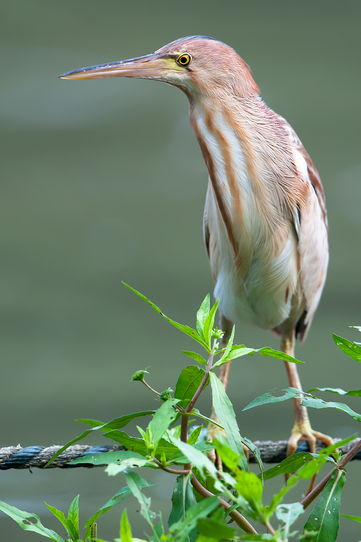 Yellow Bittern