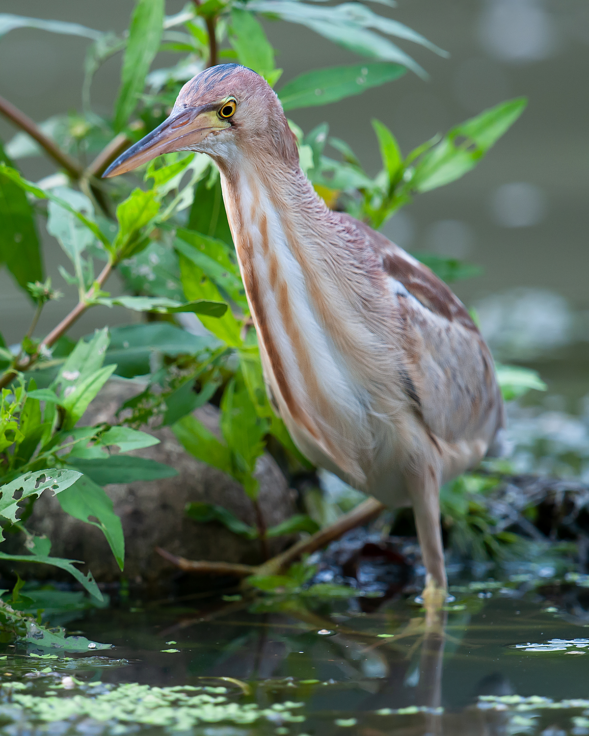 Yellow Bittern