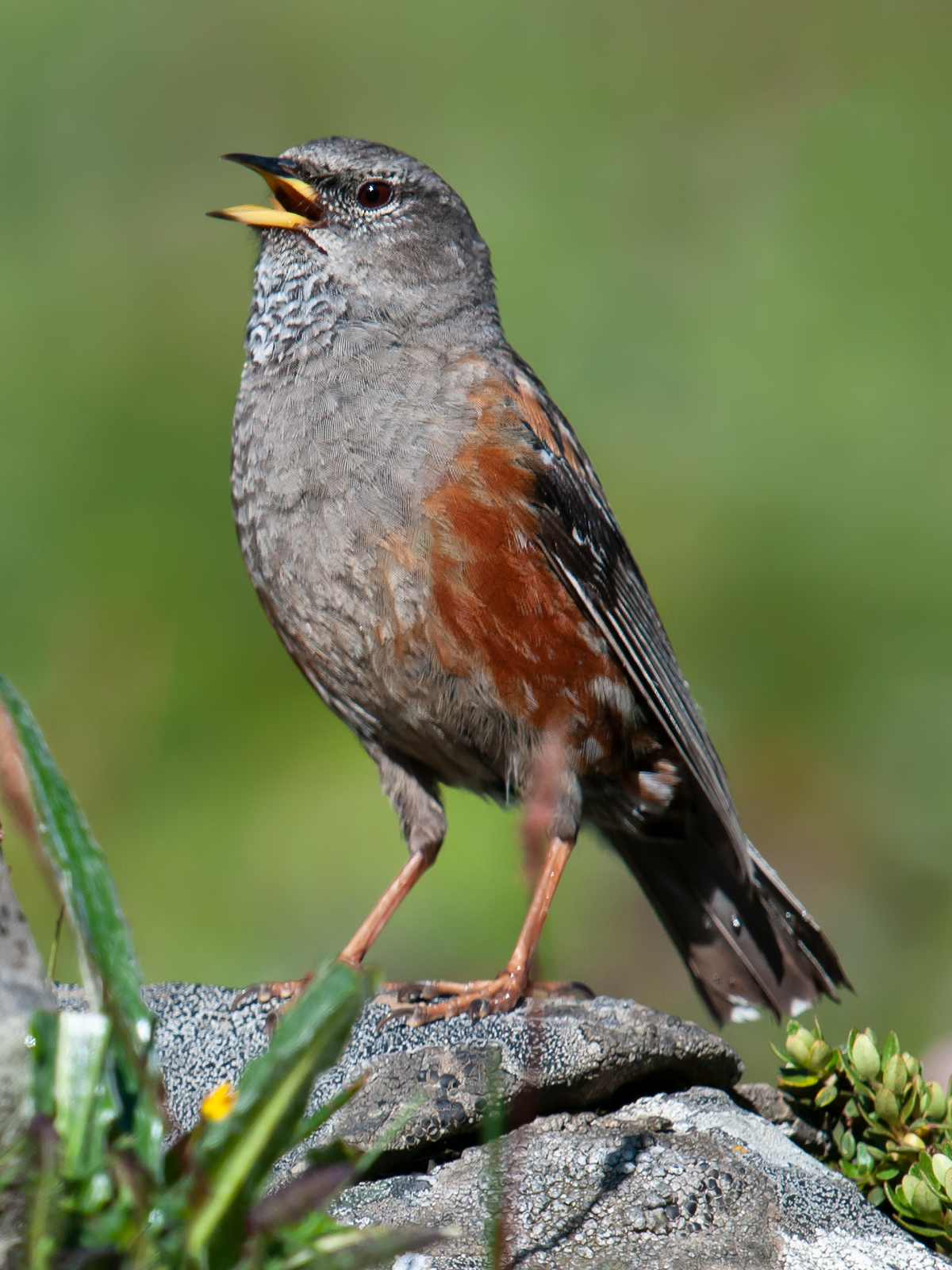 Alpine Accentor