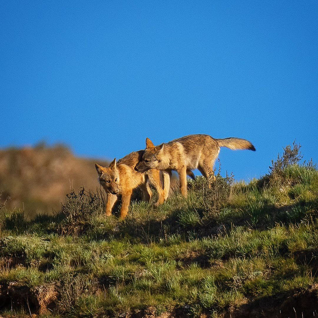 Tibetan Wolf