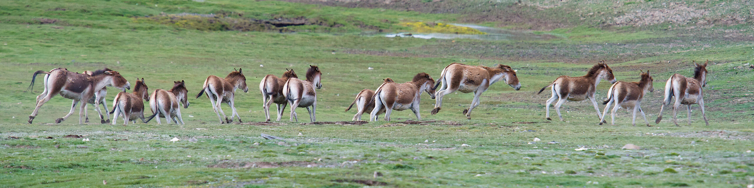 Tibetan Wild Ass