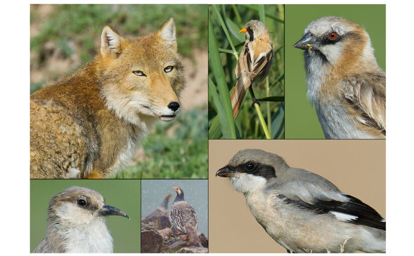 birds of qinghai