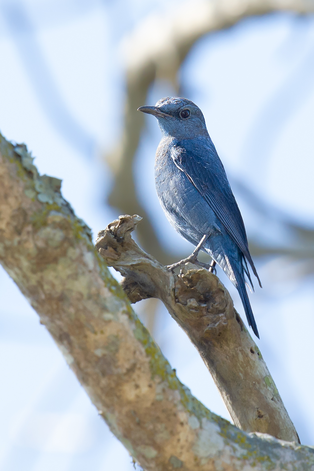 Blue Rock Thrush