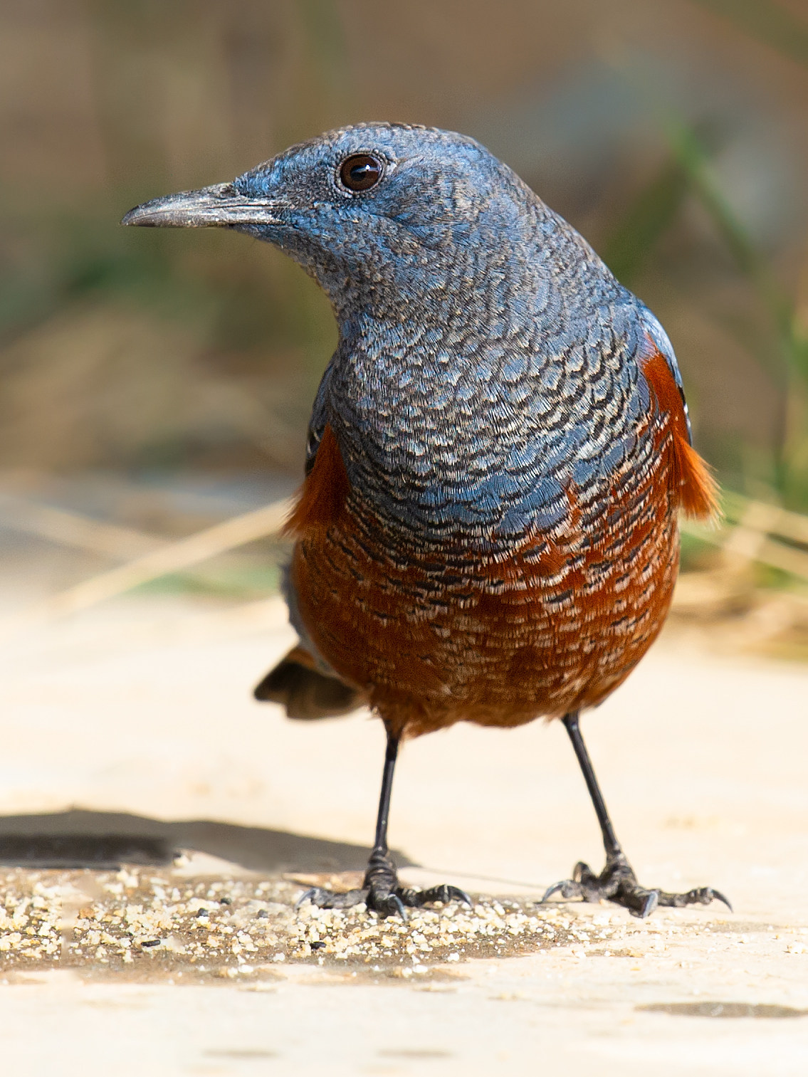 Blue Rock Thrush