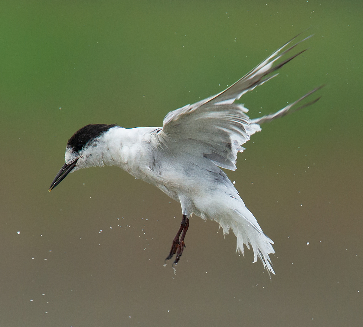 Common Tern