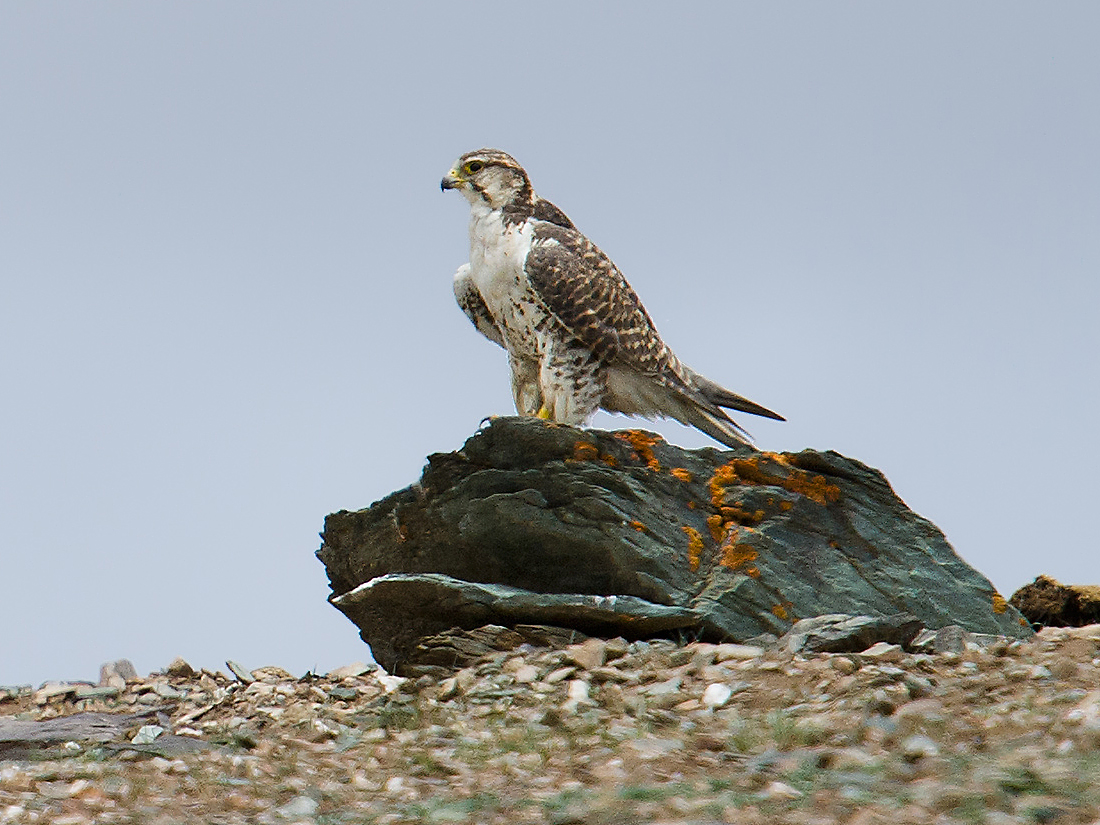 Saker Falcon