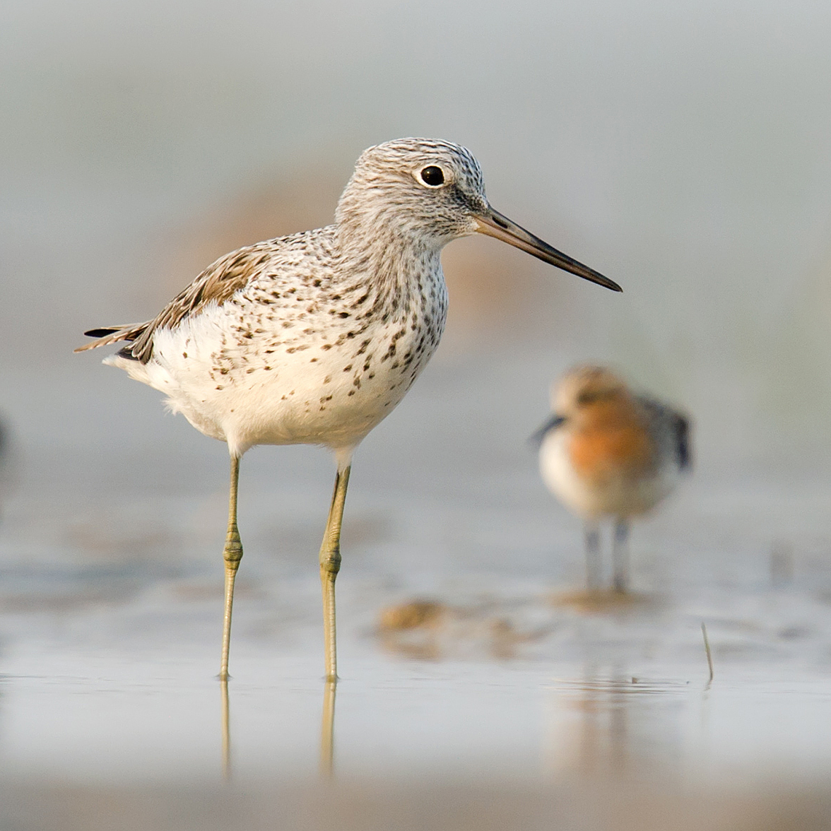 Common Greenshank