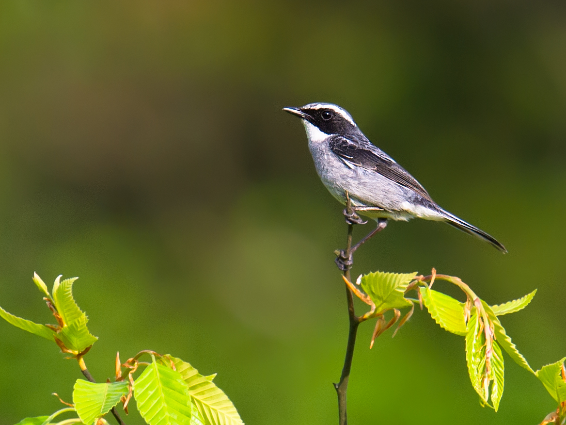 Grey Bush Chat