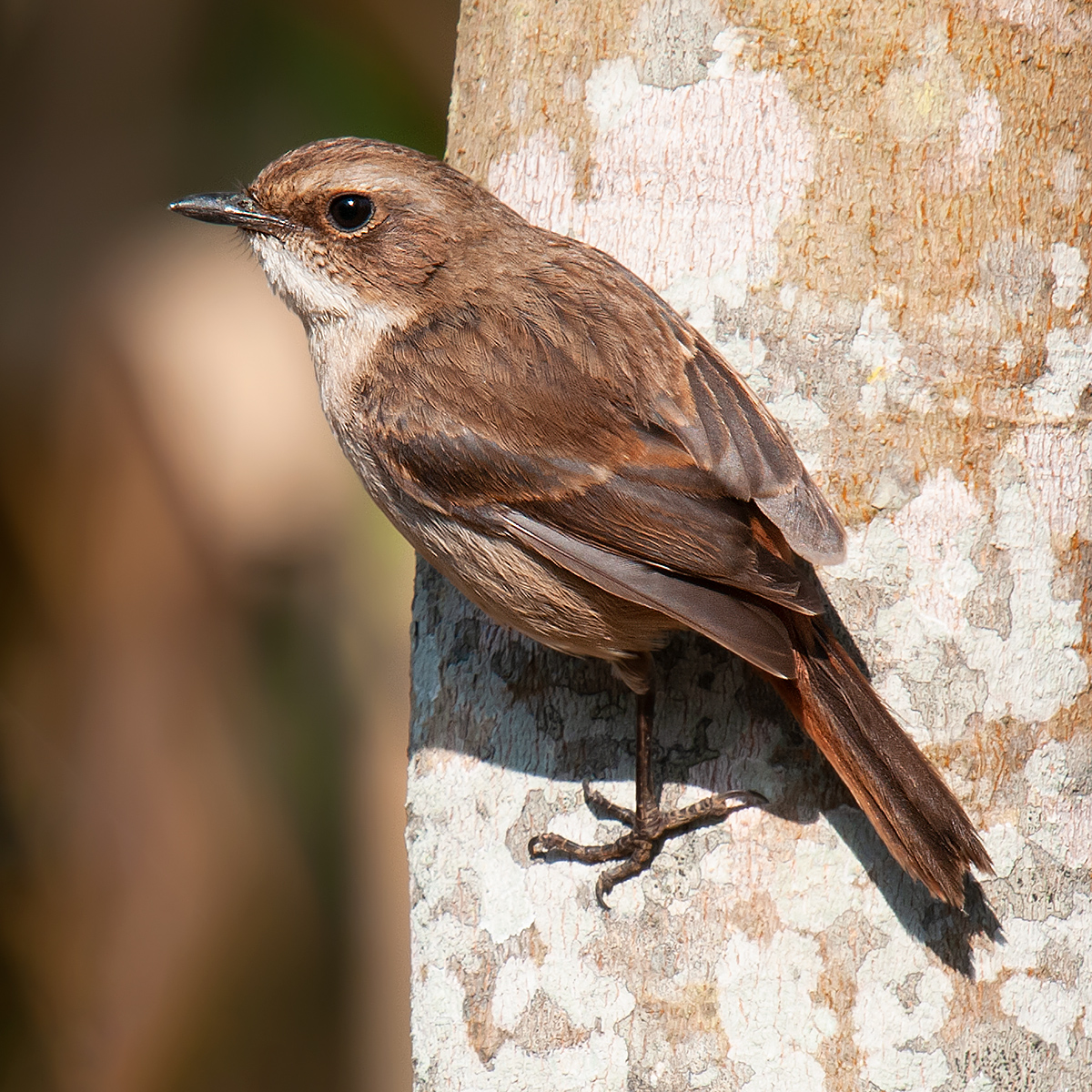 Grey Bush Chat