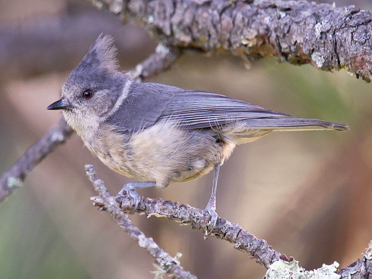 Grey Crested Tit