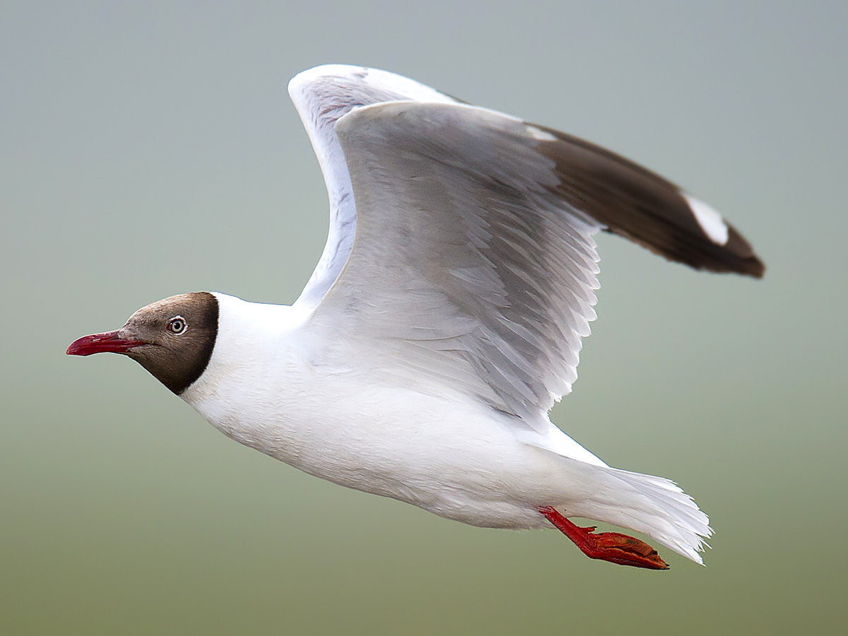 Brown-headed Gull