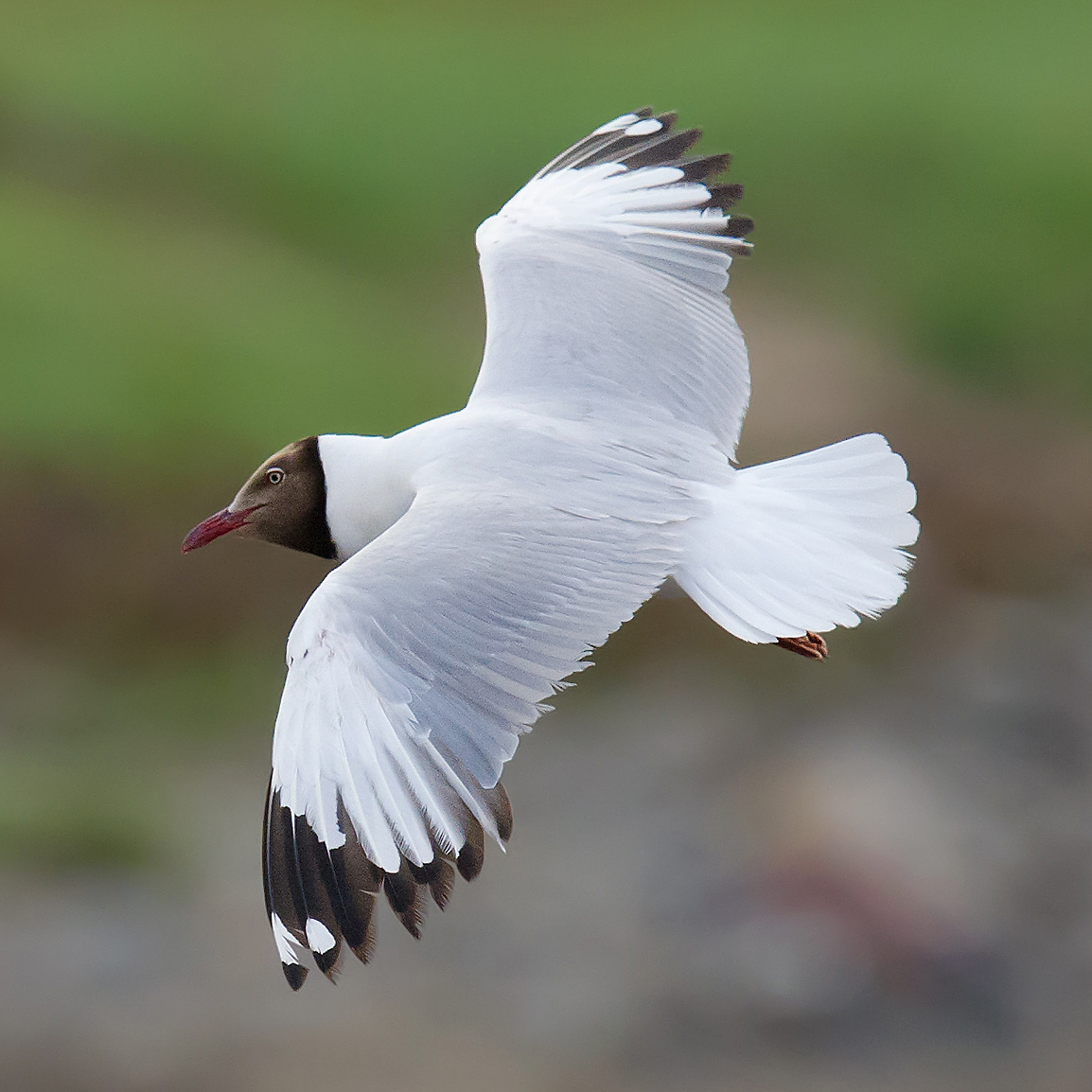 Brown-headed Gull