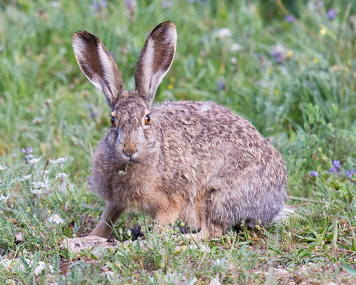 Woolly Hare