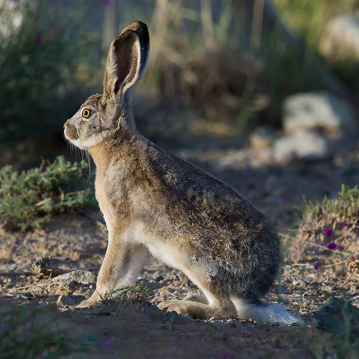 Woolly Hare