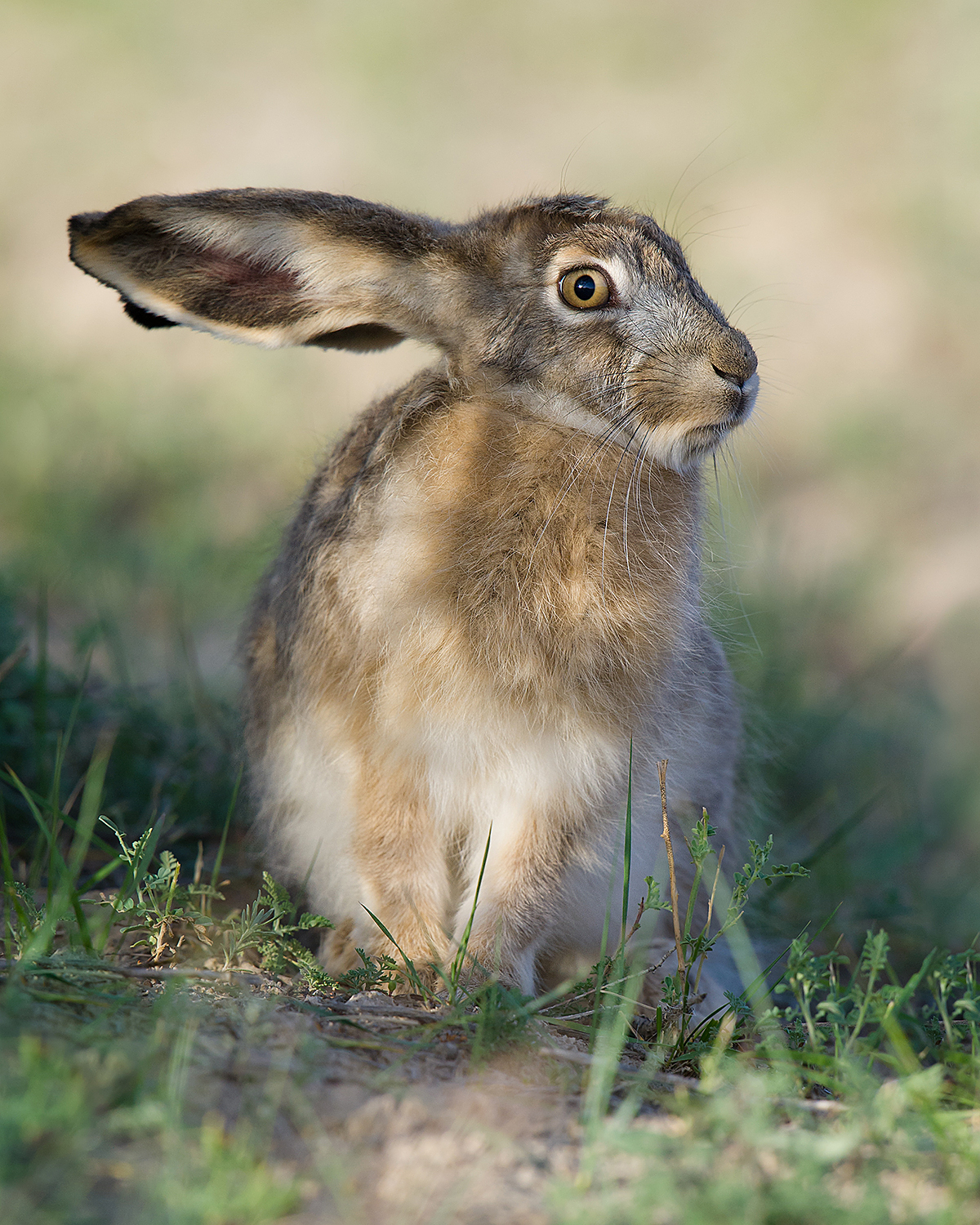 Woolly Hare