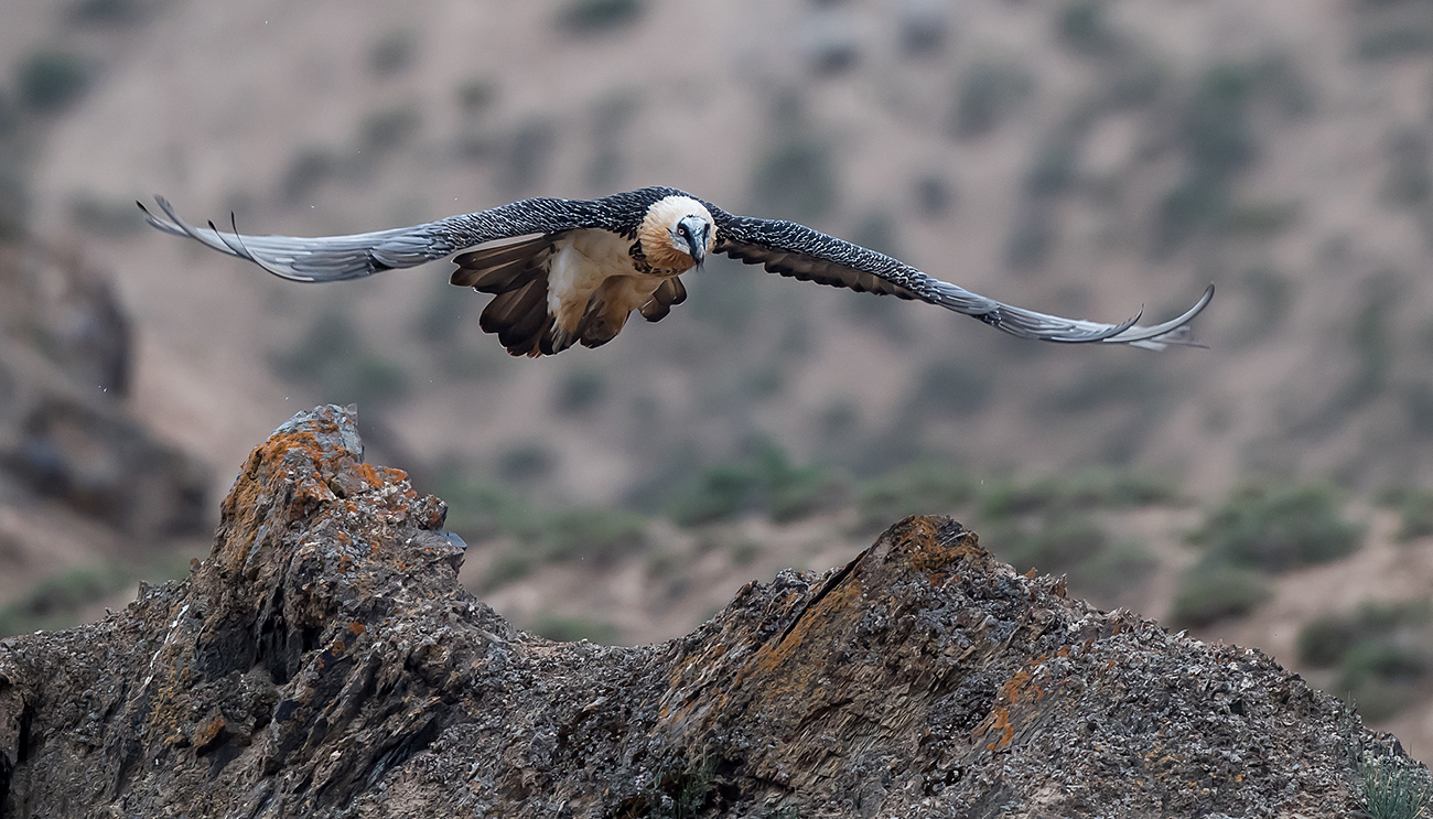 Bearded Vulture