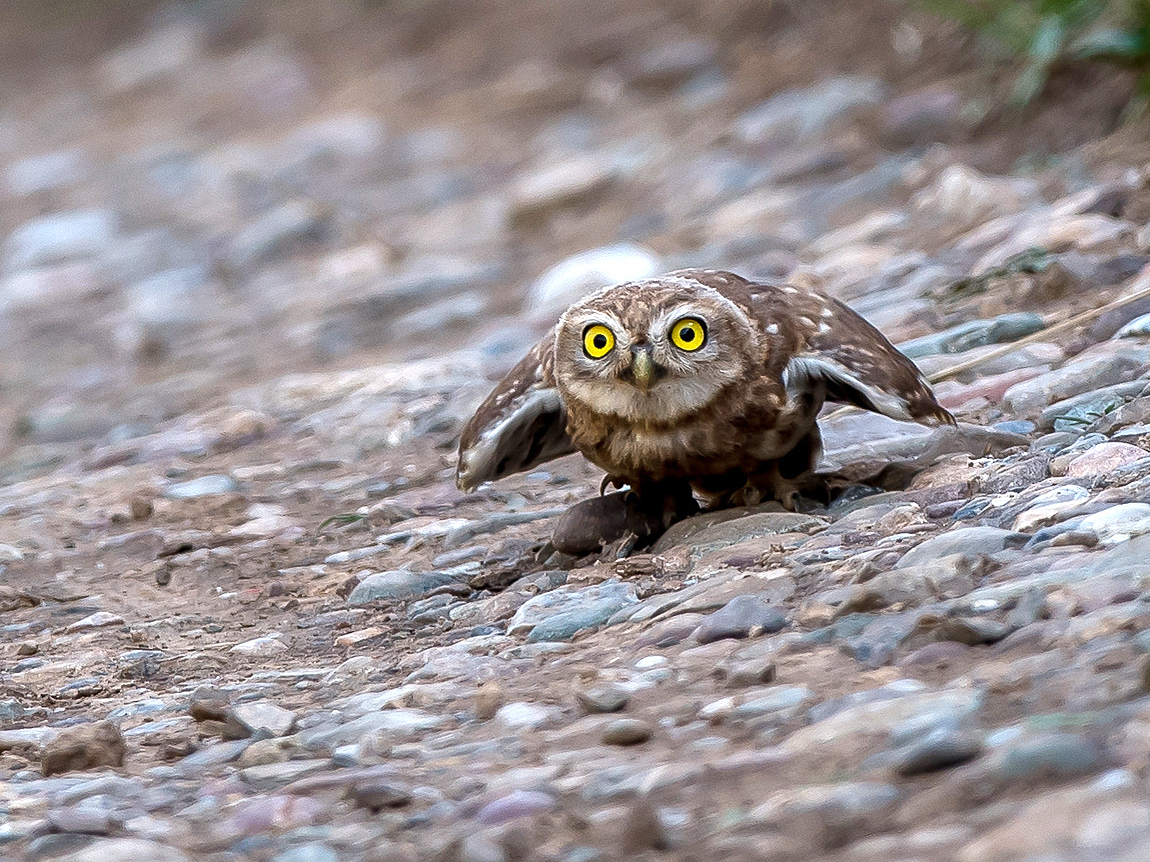 Little Owl