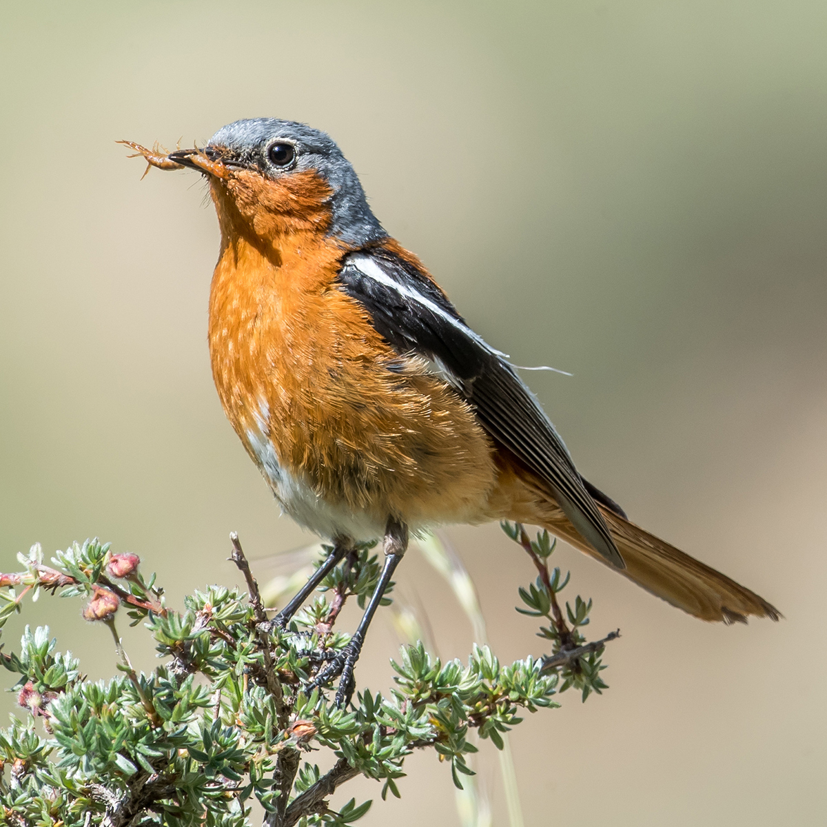 Przevalski's Redstart