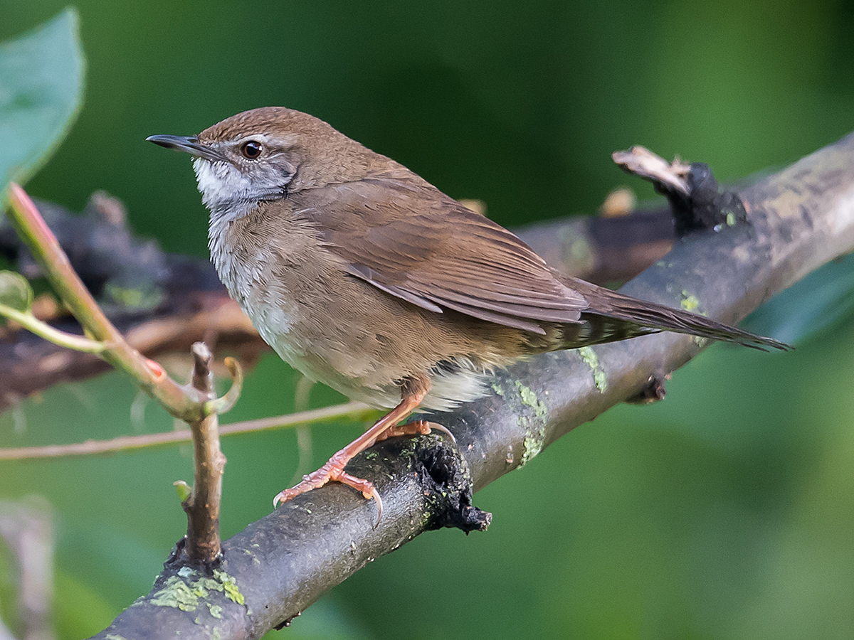 Spotted Bush Warbler