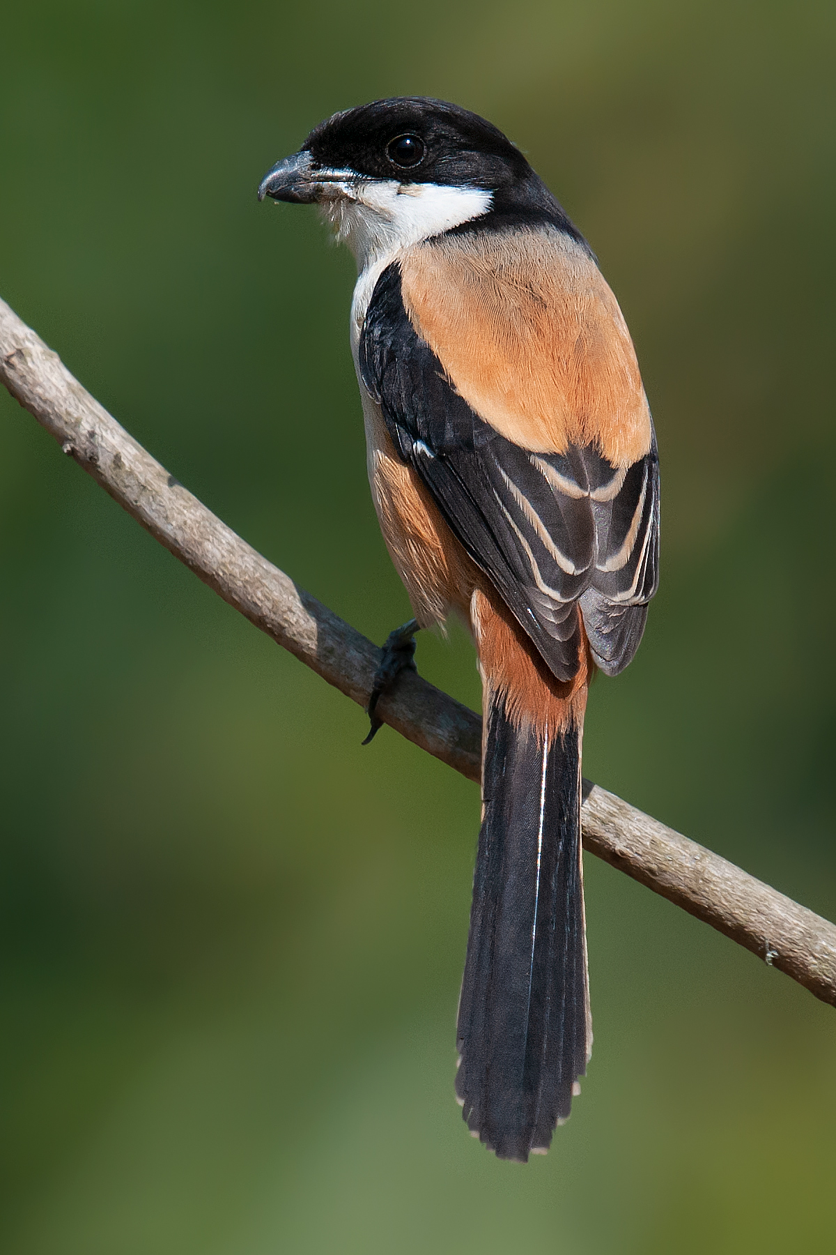 Long-tailed Shrike