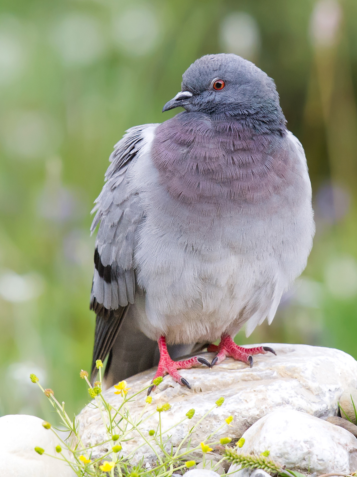 Hill Pigeon