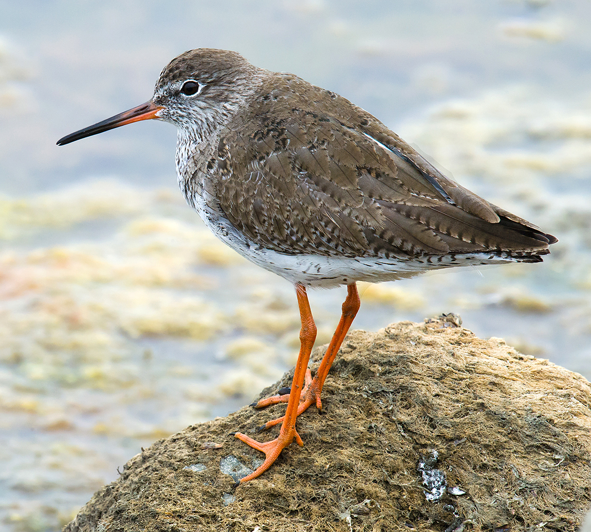 Common Redshank