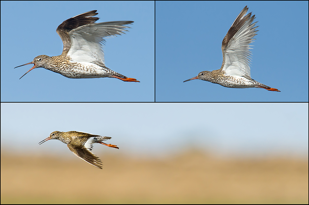 Common Redshank