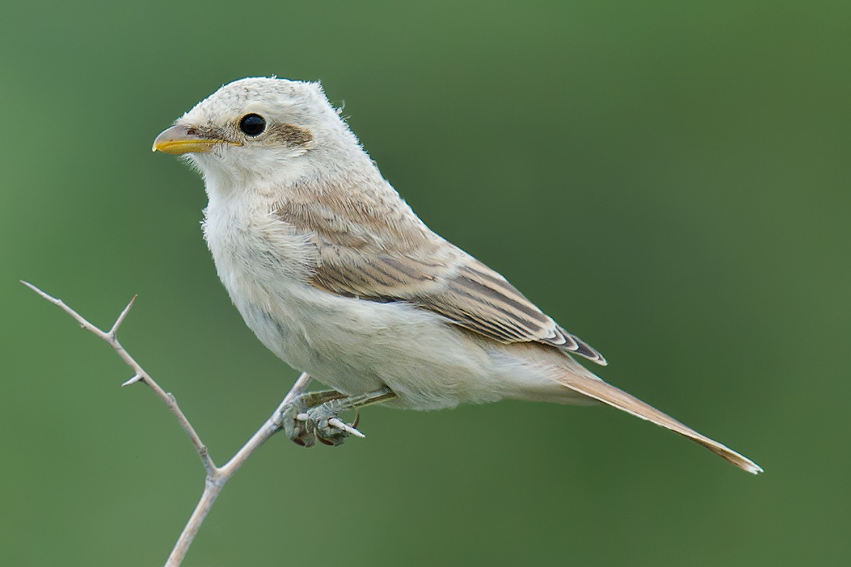 Isabelline Shrike