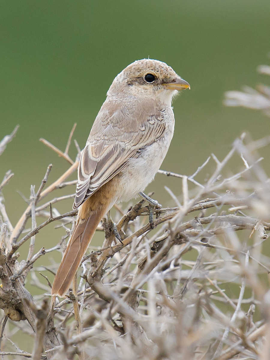 Isabelline Shrike