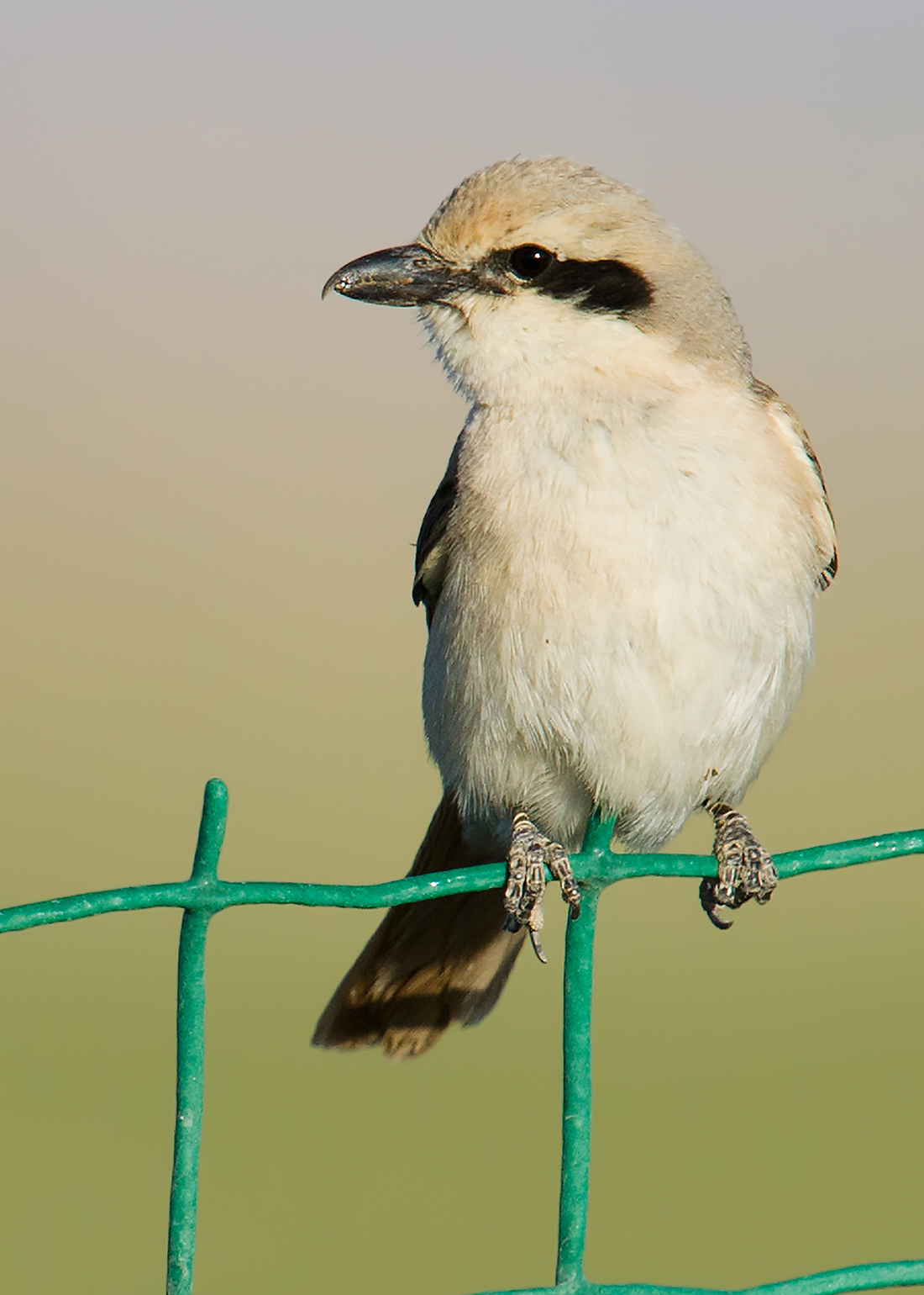 Isabelline Shrike