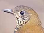 Sichuan Thrush