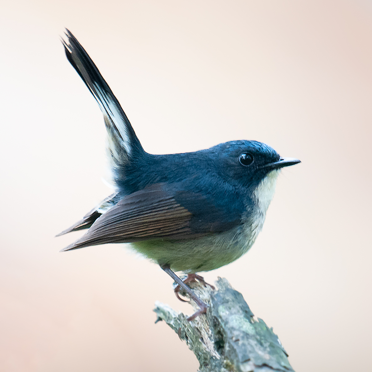 Slaty-blue Flycatcher