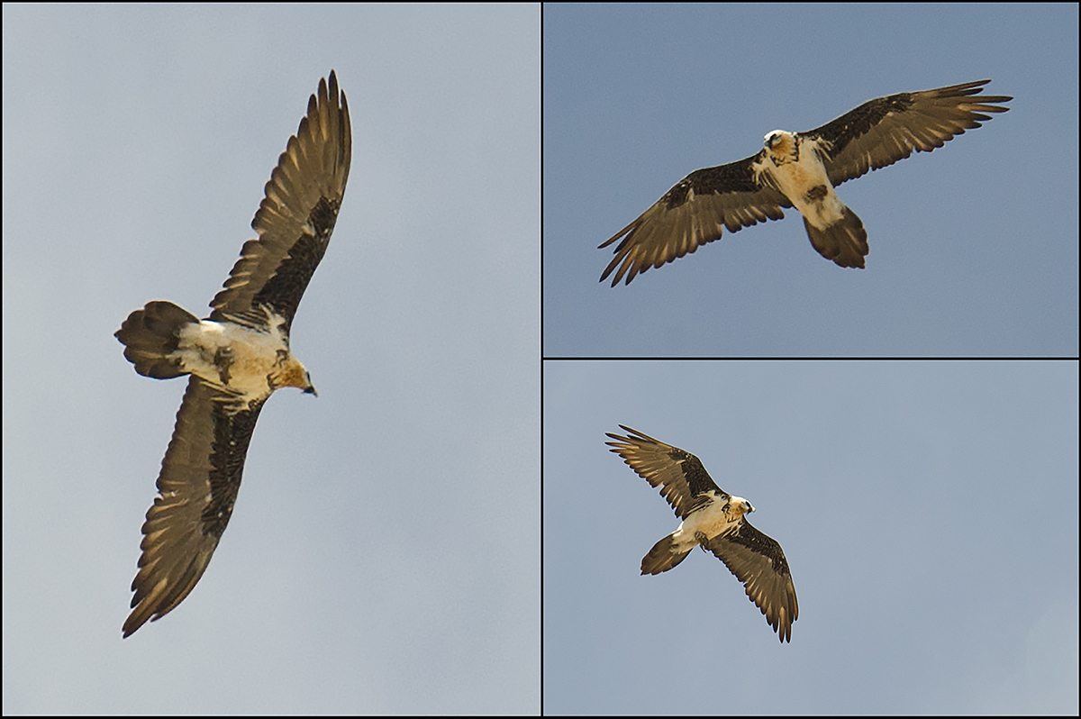 Bearded Vulture