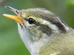 Claudia's Leaf Warbler