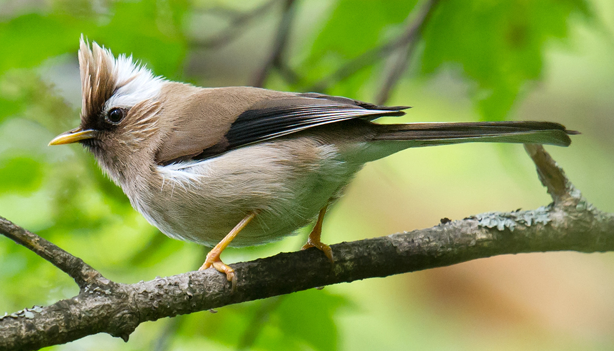 White-collared Yuhina