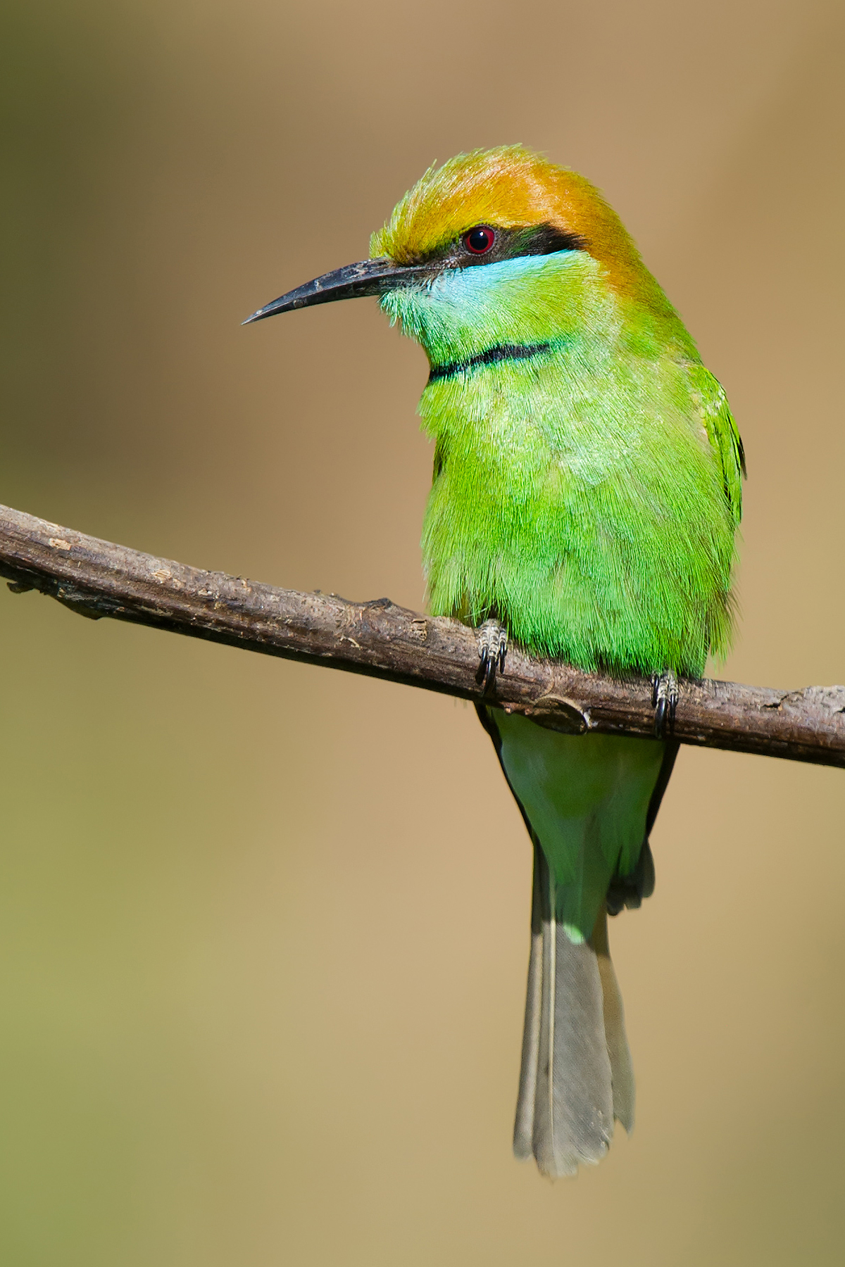 Green Bee-eater