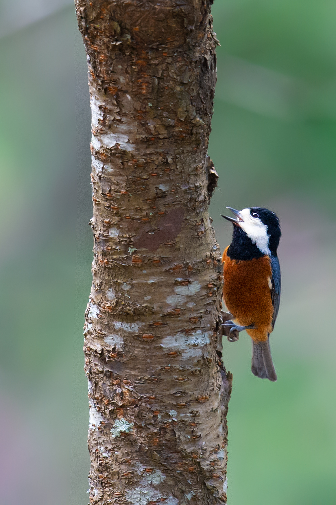 Chestnut-bellied Tit