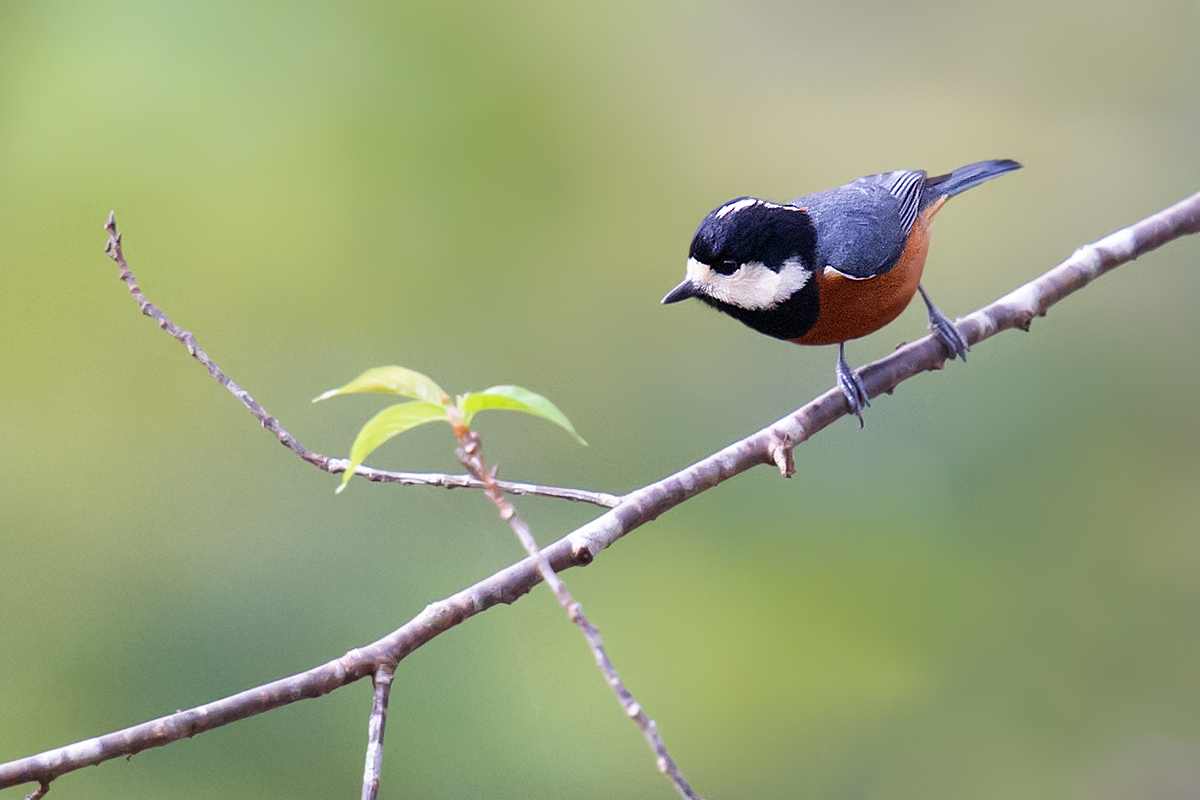 Chestnut-bellied Tit