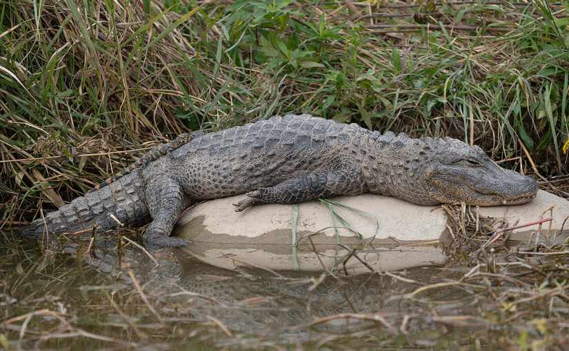 Chinese Alligator on Shanghai’s Chongming Island