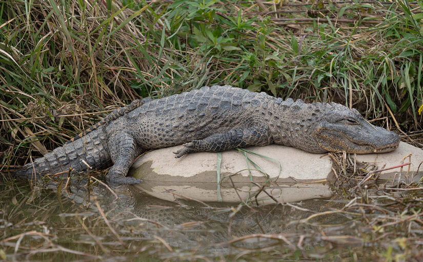 Chinese Alligator