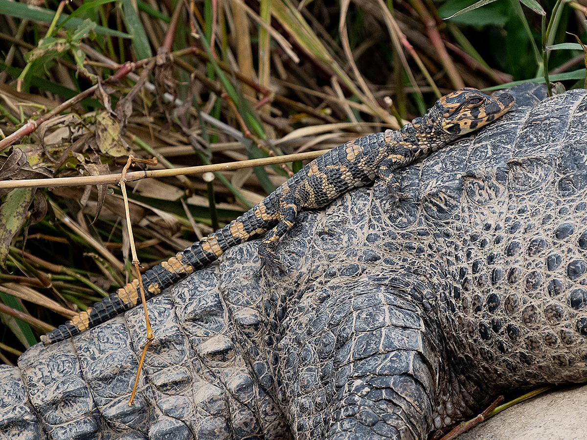 Chinese Alligator