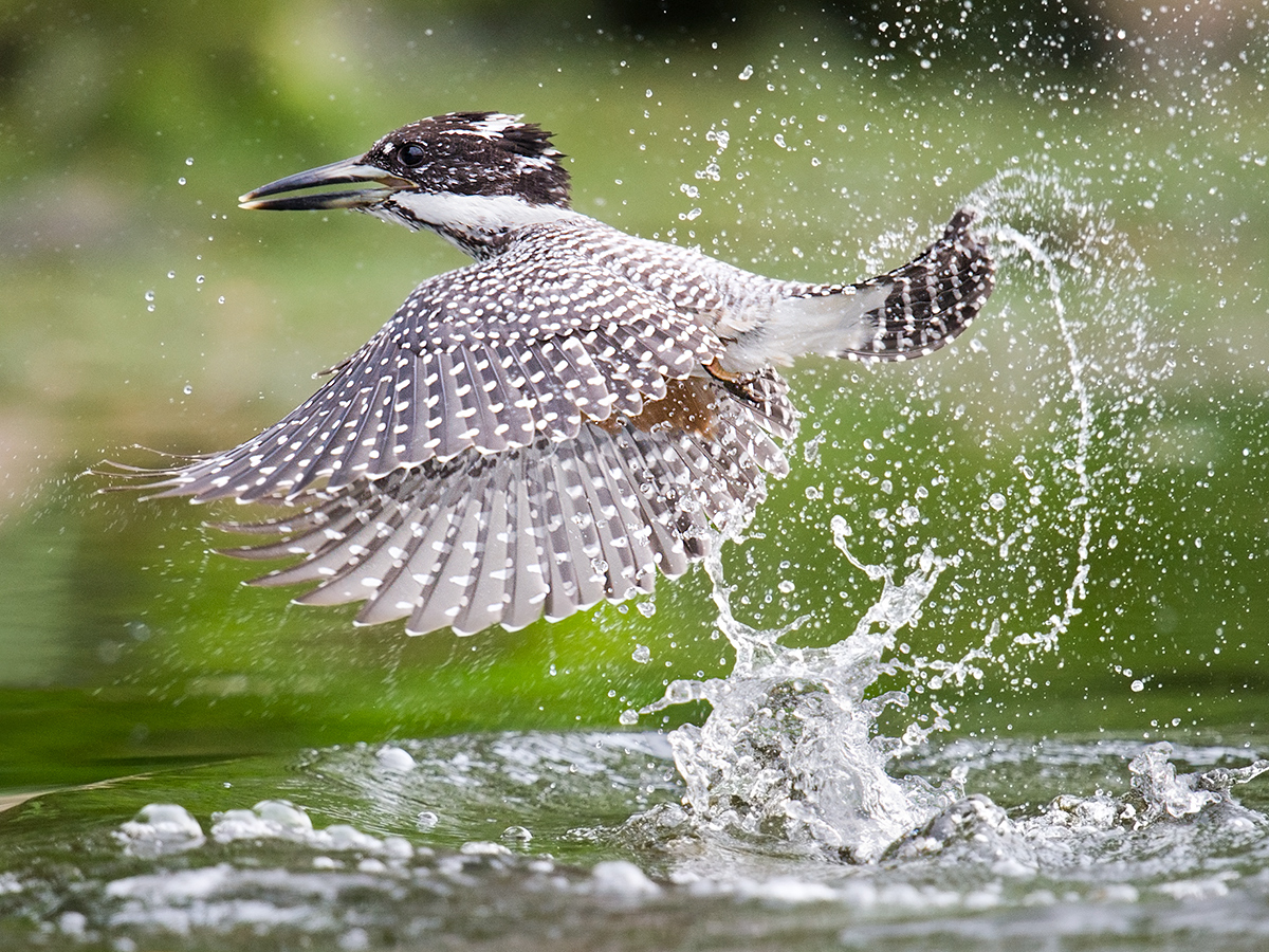 Crested Kingfisher