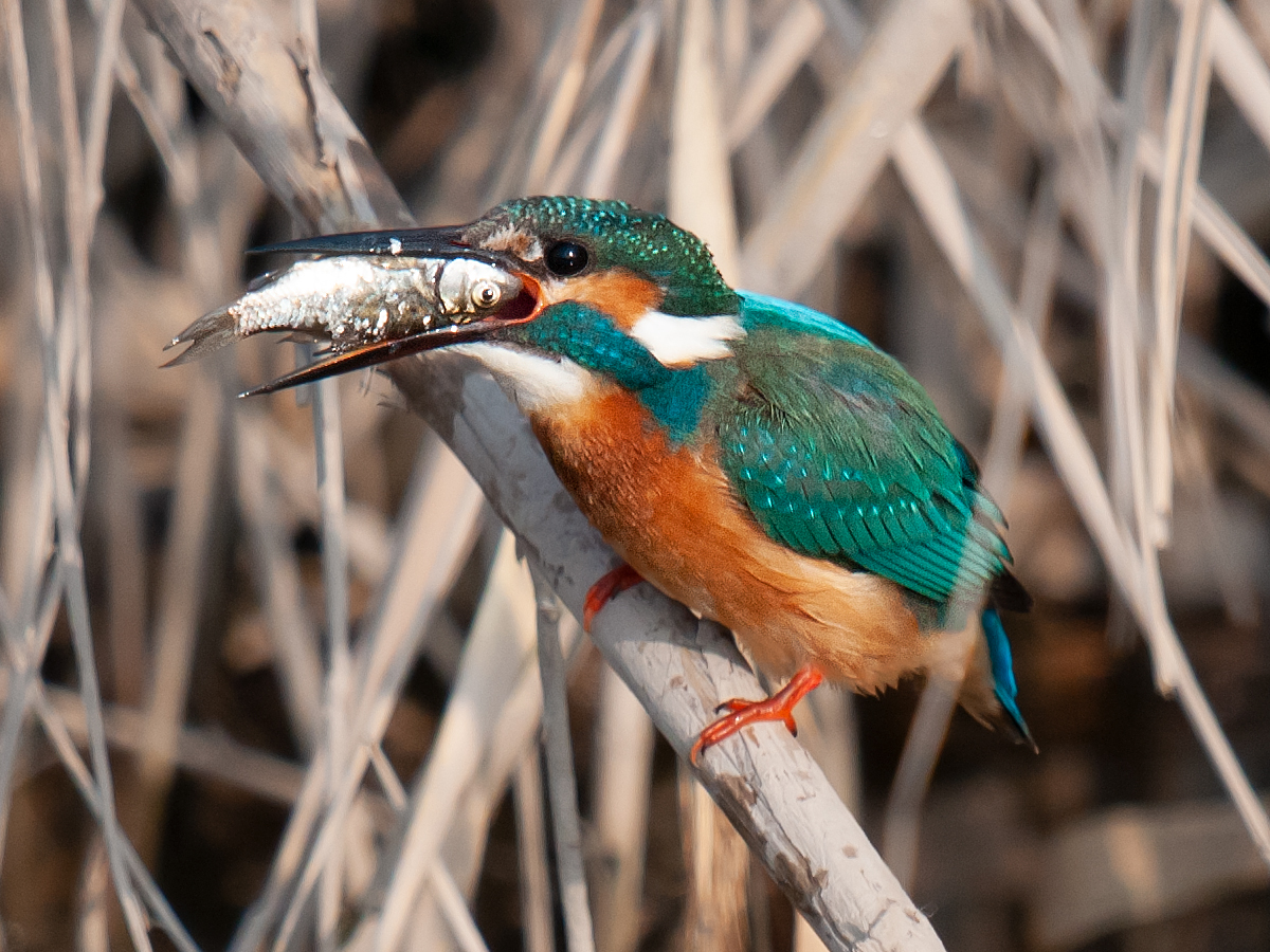 Common Kingfisher