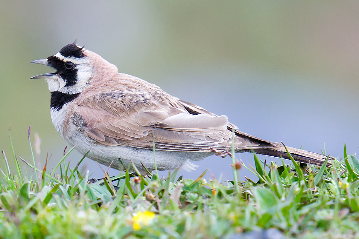 Horned Lark