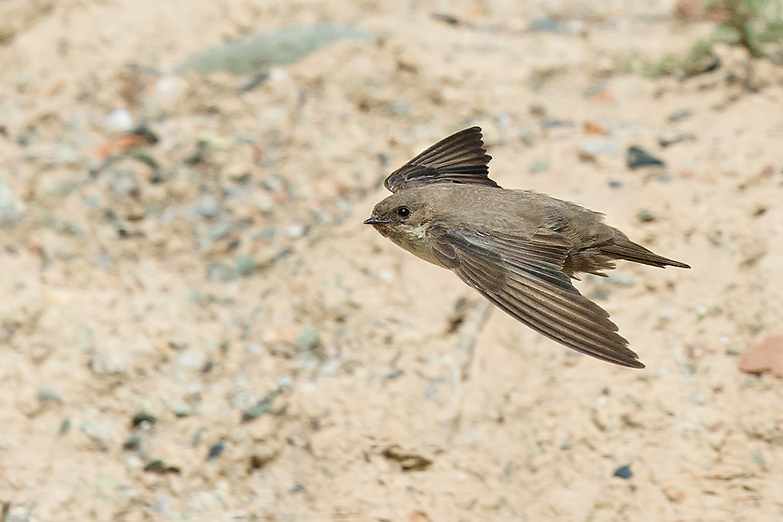 Eurasian Crag Martin