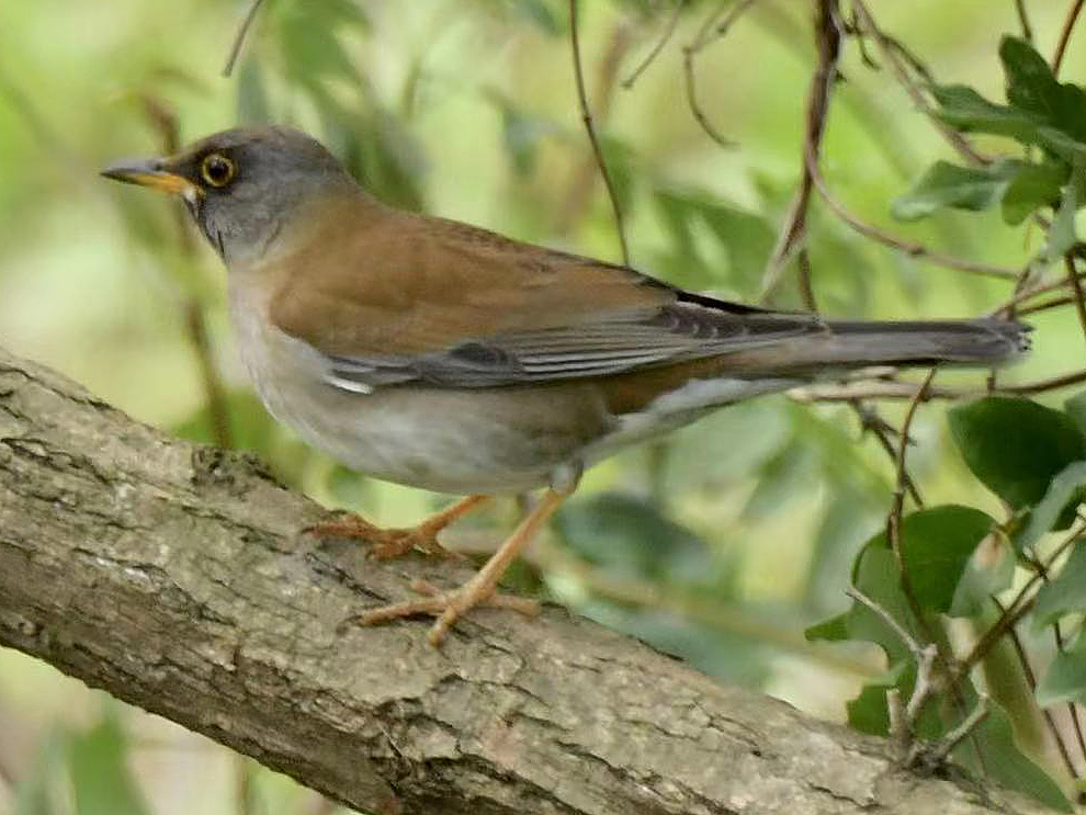 Pale Thrush