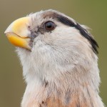 Reed Parrotbill