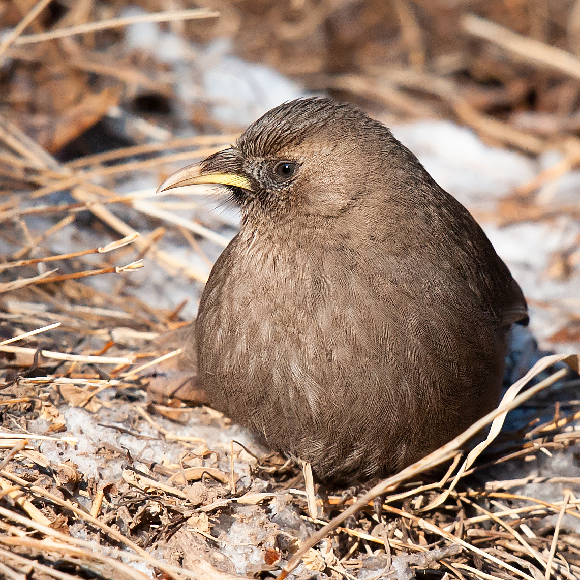 Plain Laughingthrush