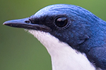 Siberian Blue Robin